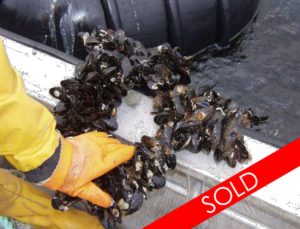 Confidential Sale - Mussel Farm/Processor