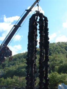 Confidential Sale - Mussel Farm/Processor