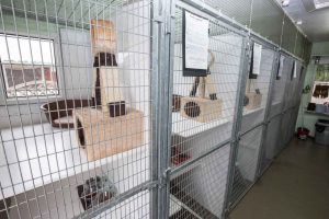 Hillend Cattery & Kennels For Sale, Fife. 2579