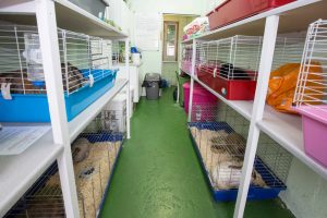 Hillend Cattery & Kennels For Sale, Fife. 2579