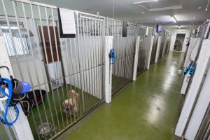 Hillend Cattery & Kennels For Sale, Fife. 2579